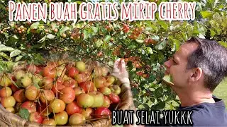 HARVEST CHERRY APPLES / CRABAPPLES DIRECTLY FOR JAM || FREE FRUIT HARVEST IN THE UK