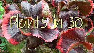 Dicentra - Plants in Thirty