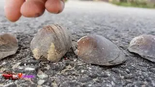 Killing Huge Poisonuous Snails With My Son's Bike