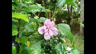 Air Layering Rose of Sharon