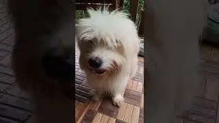 Pomeranian puppies