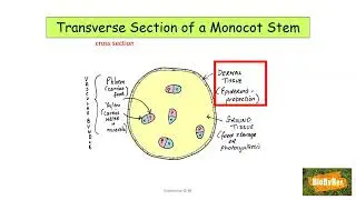 L.C. Biology Tissues