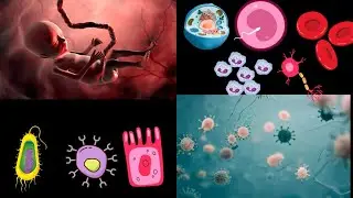 Cell | Tissues | Organs | Systems 