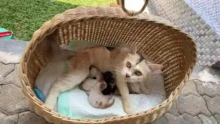 Tempat tidur kucing baru lahir dan ibunya, merawat anak kucing
