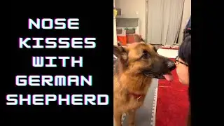 Nose Kisses with my German Shepherd