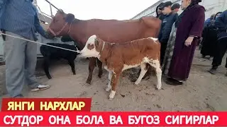 СУТДОР ОНА БОЛА ВА БУГОЗ СИГИР НАРХЛАРИ ХАЗОРАСП МОЛ БОЗОРИ 20 ОКТЯБРЯ 2024.Г