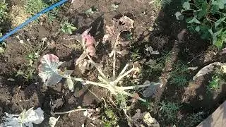 коровы похозяйничали на огороде