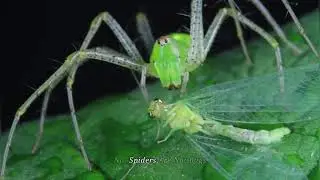 All About Spiders 🕷️ | Your Ultimate Guide to Spiders & Their Habits #Spiders #Nature