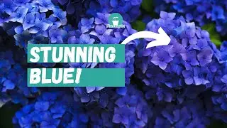 Step by step: How to turn Hydrangea Flowers Blue