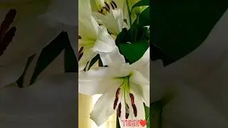 ПРОСТИ....