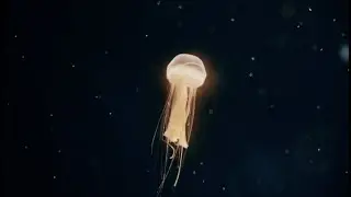 Peaceful Soothing Jellyfish Calming Swimming In The Ocean Set To Relaxing Meditation Music