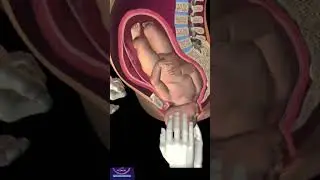 Birth Animation 