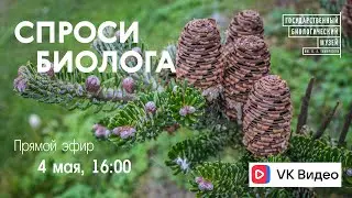 Спроси биолога. Про шишки