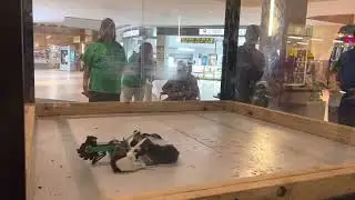 DropSaw vs Big-G (Fight 2: Grand Finals Roboticon 2022)