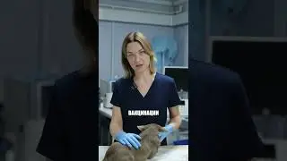Чихуахуа — самая миниатюрная порода 