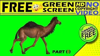 animal green screen video
