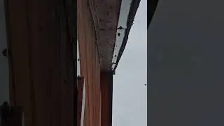 Божьи коровки на даче
