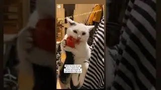 Кот ест хурму