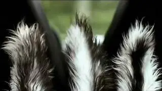 Furry Vengeance - Trailer HD