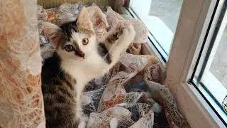 Olëg the kitten 2