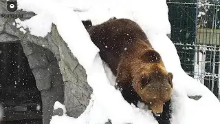 Ну я покатился...🐻😎/Bear Mansur