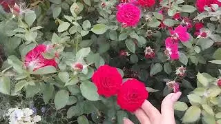 Второе цветение центральной части сада.