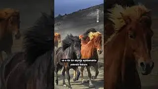 Türk'ün kanadı: Atlar 🐴