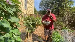 Pak Choi Container Growing Update- Eggplant Harvest & A Little Blooper