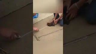 Chicken hypnosis