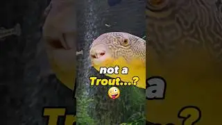 Mini *Trout* Get Added To Aquarium!