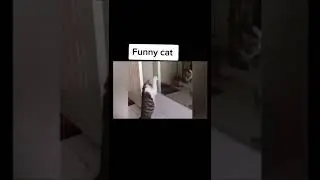 Funny cats 🐈