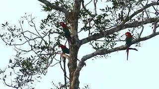Red-and-Green Macaw (Ara chloropterus), French Guiana