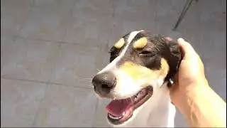 Sidney Video1 #rescuedog #tierschutz #hund