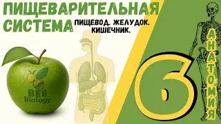 Пищеварительная система • строение и функции ЖКТ