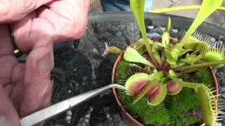Frans van den Braken vertelt over vleesetende planten