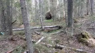 Почему заблудившийся в лесу человек ходит по кругу