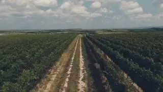 Nachbill Wineyard