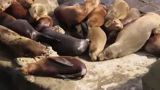 Sea Lions at La Jolla, San Diego, CA
