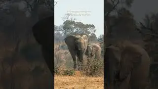 Elefantes, un espectáculo de la naturaleza