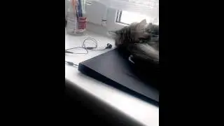 Русская кошка понимает китайский