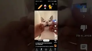 кот-француз. 