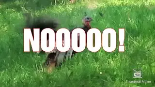 A Turkey Hunt Gone BOOM!