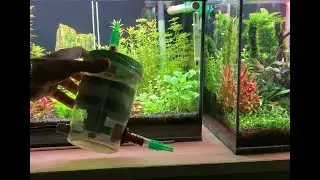 Mohanyírás külső szűrő segítségével/ Moss trimming with water filter