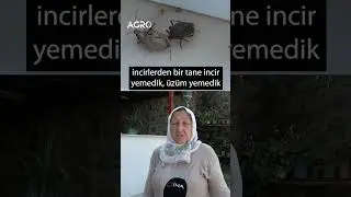 Ordu'da Kokarca İstilası! Evleri Bastı Vücutta Yara Çıkarıyor 