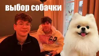 VANDENIZKI choose a dog | Answers to questions from the chat | STORIES and GOSSIP