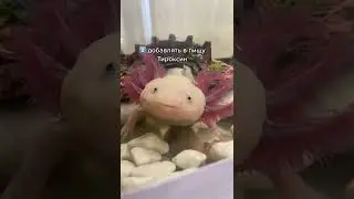 How to turn an axolotl into a lizard 🦎
