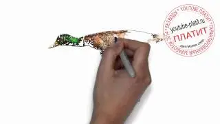 Птицы нарисованные карандашом  Как нарисовать карандашом птицу в небе
