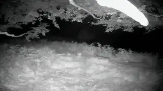 (foto)intrappolati nel Parco ! (Volpe)