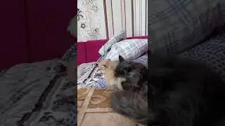 Шпицулька мальчик ждёт своих мампап