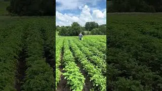 Поливает  #rec #матушказемля #farming